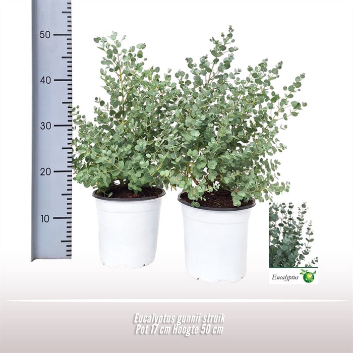 <h4>Eucalyptus gunnii struik</h4>