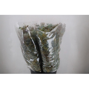 Mimosa Baleana P Bunch