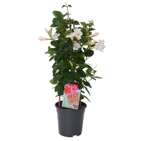 <h4>Mandevilla Wit Pyramide</h4>