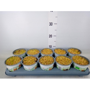 Hordeum sp.   ...kattegras zaai