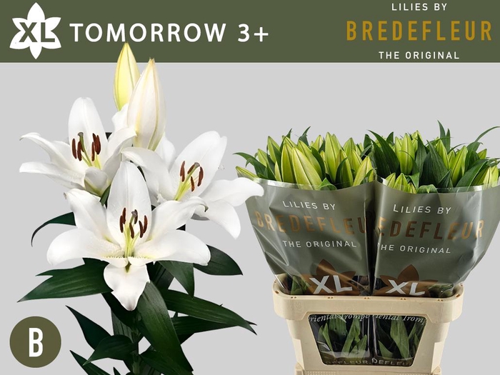 <h4>LI OT TOMORROW 3+</h4>