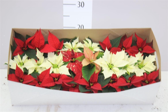 <h4>Euphorbia P Mini Gemengd</h4>