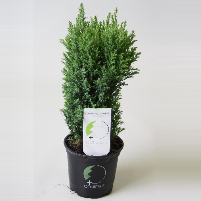 <h4>Chamaecyparis lawsoniana 'Ellwoodii' P11</h4>