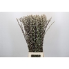 Salix Caprea Snow Flake Premium