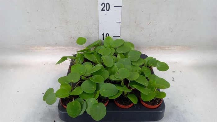 <h4>Pilea peperomioides</h4>