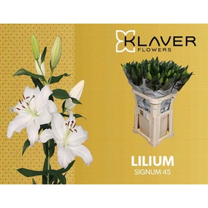 Li Or Signum 4+ Klaver Lily