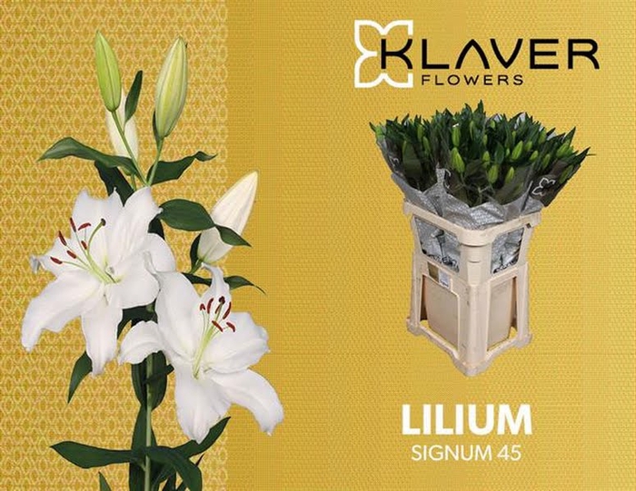 <h4>Li Or Signum 4+ Klaver Lily</h4>