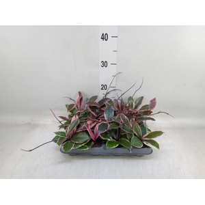 Hoya carnosa 'Floraganza Flamingo'