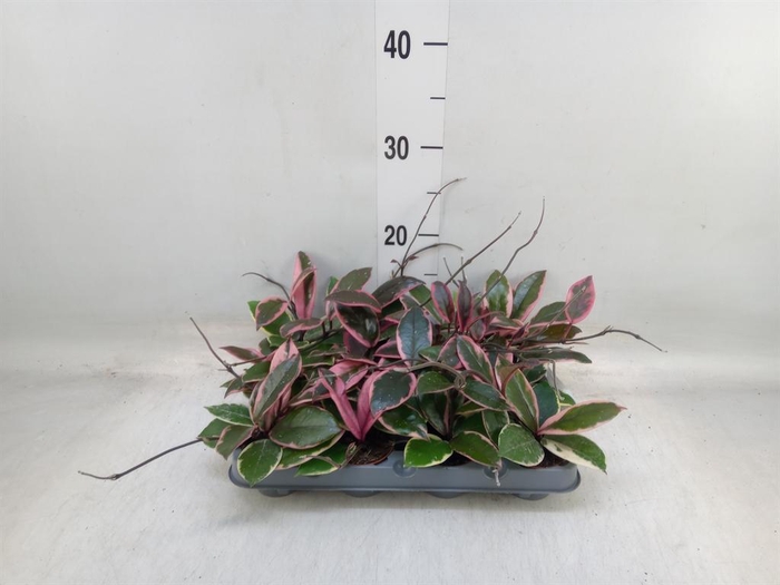 <h4>Hoya carnosa 'Floraganza Flamingo'</h4>