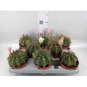 Gymnocalycium mihanov.   ...