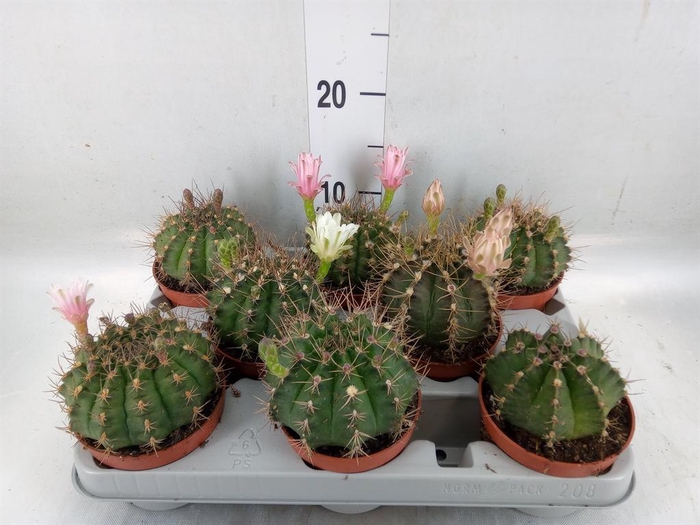 <h4>Gymnocalycium mihanov.   ...</h4>
