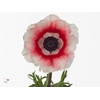 Anemone Mistral Plus Bicolor Red