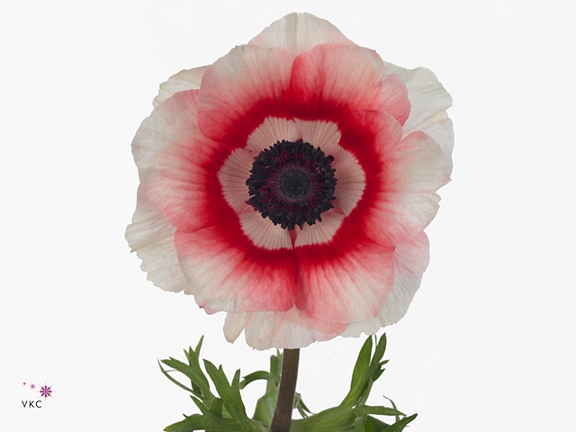 Anemone Mistral Plus Bicolor Red