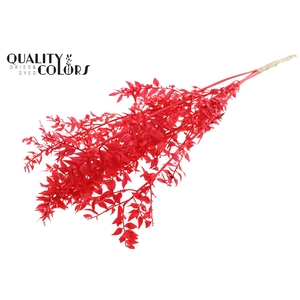 Ruscus 70cm 5 pc/bunch Bleached Coral (2x5 bunch/poly)