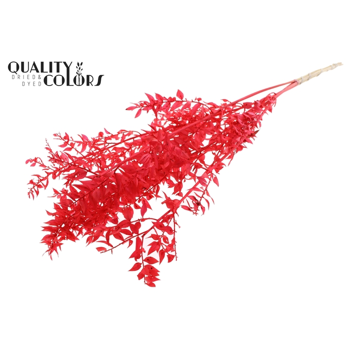 <h4>Ruscus 70cm 5 pc/bunch Bleached Coral (2x5 bunch/poly)</h4>