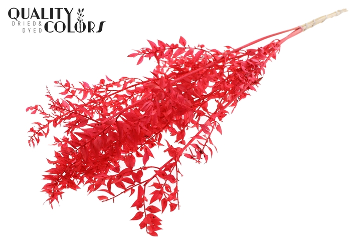 Ruscus 70cm 5 pc/bunch Intense Coral (2x5 bunch/poly)