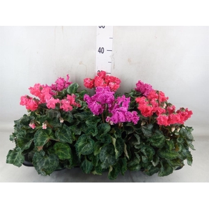 Cyclamen MD 'Crispino'