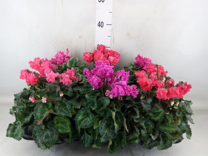 <h4>Cyclamen MD 'Crispino'</h4>