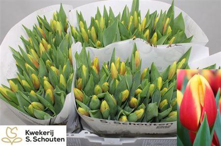 <h4>Tu En Stay Strong</h4>