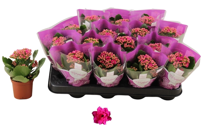 <h4>KAL GE DON VICTORIO</h4>