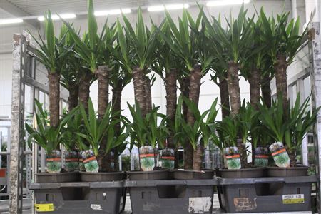 <h4>Yucca 60-20 Cm</h4>