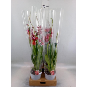 Burrageara  'Nelly Isler'