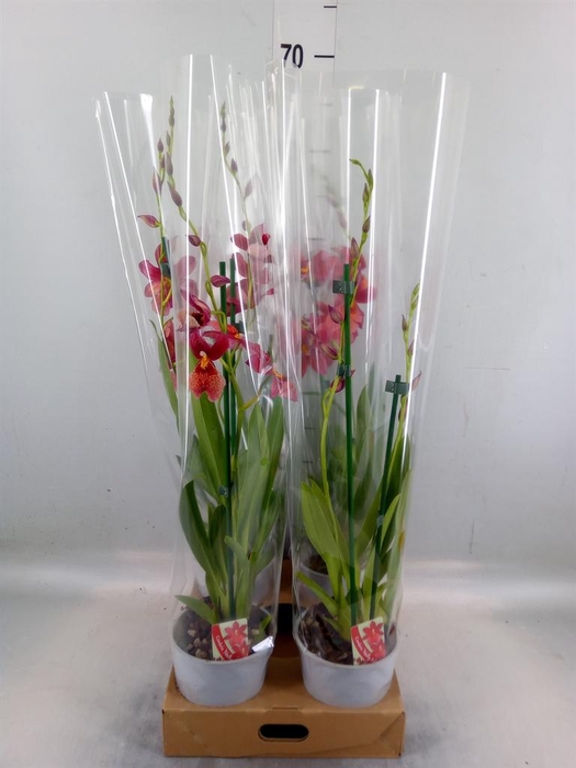 <h4>Burrageara  'Nelly Isler'</h4>