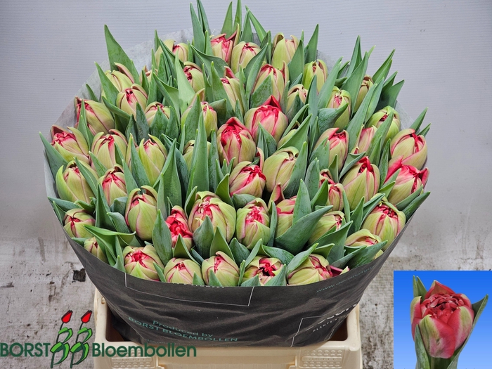 <h4>TU DU BALLGAME</h4>