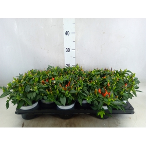 Capsicum annuum 'Hup Hup'