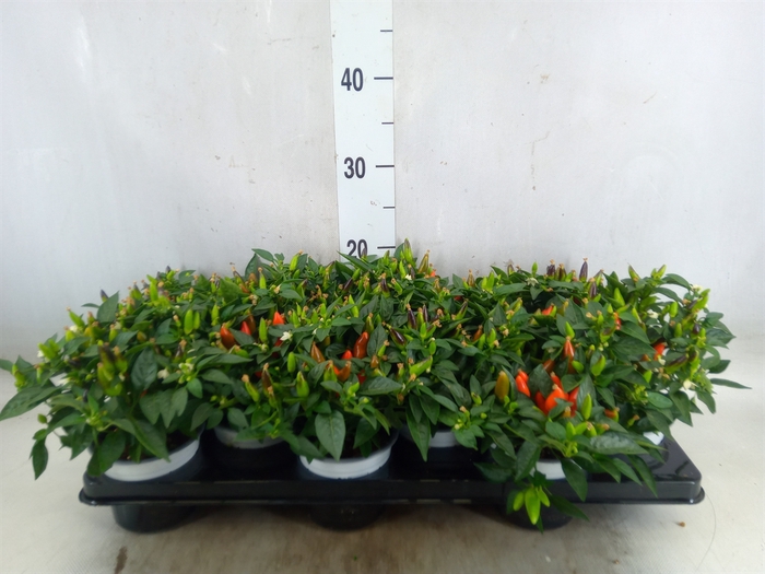 <h4>Capsicum annuum 'Hup Hup'</h4>