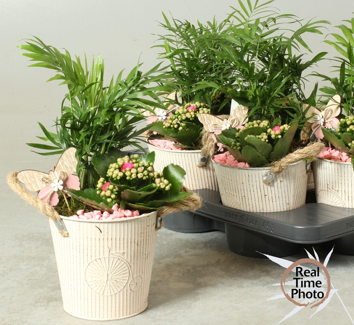 <h4>ARR KAMERPL</h4>