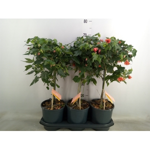 Abutilon  'Red Trumpet'
