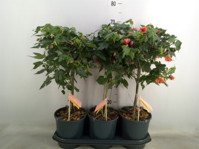 <h4>Abutilon  'Red Trumpet'</h4>