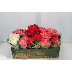 BEGONIA P11