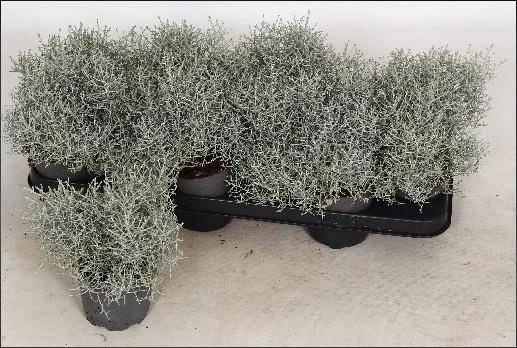 <h4>LEUCOPH BROWNII</h4>