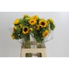 Helianthus Orange Fire