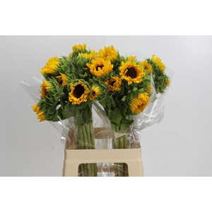 Helianthus Orange Fire
