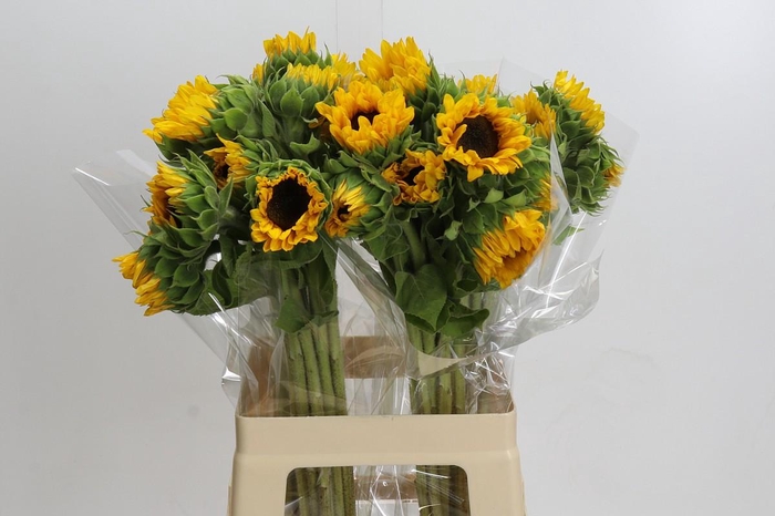 Helianthus Orange Fire