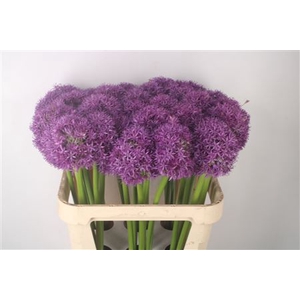 Allium Globemaster