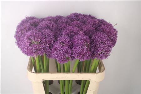 <h4>Allium Globemaster</h4>