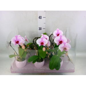 Phalaenopsis   ...rose