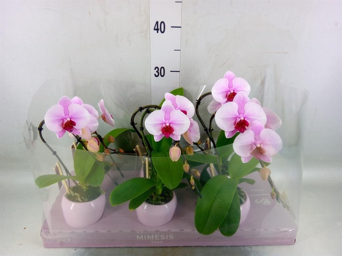 <h4>Phalaenopsis   ...rose</h4>