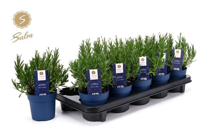 <h4>LAVAN AN FELICE</h4>