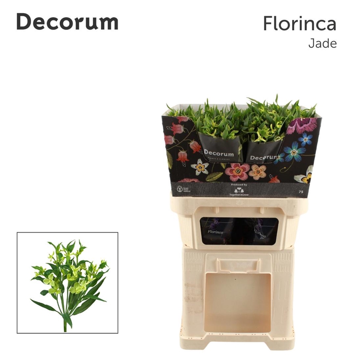 <h4>ALST FL JADE</h4>