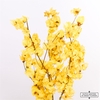 Dried Bougainvillea 55cm Yelllow Bunch