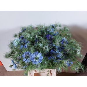 NIGE D OV BLAUW BS