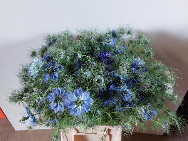<h4>NIGE D OV BLAUW BS</h4>