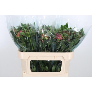 Alstroemeria Fashionista Sofiena 60