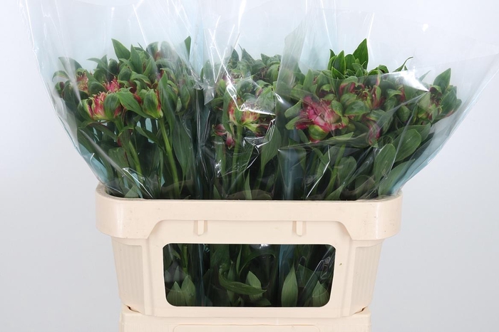 <h4>Alstroemeria Fashionista Sofiena 60</h4>