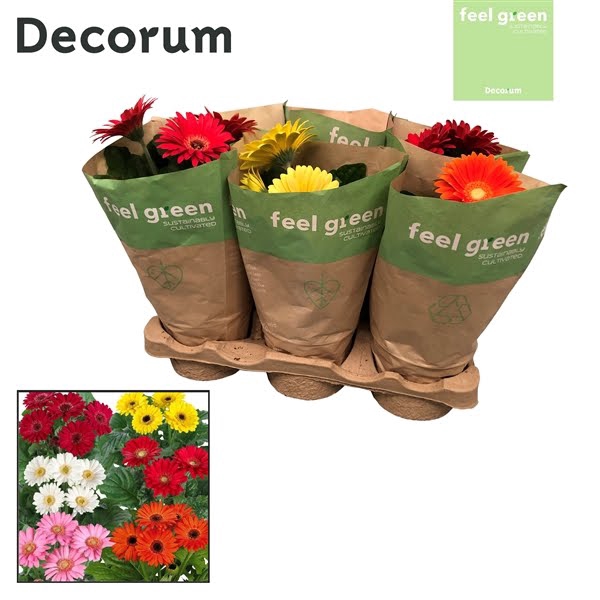 Gerbera 2+ bl. Feel Green, nature papieren hoes Decorum